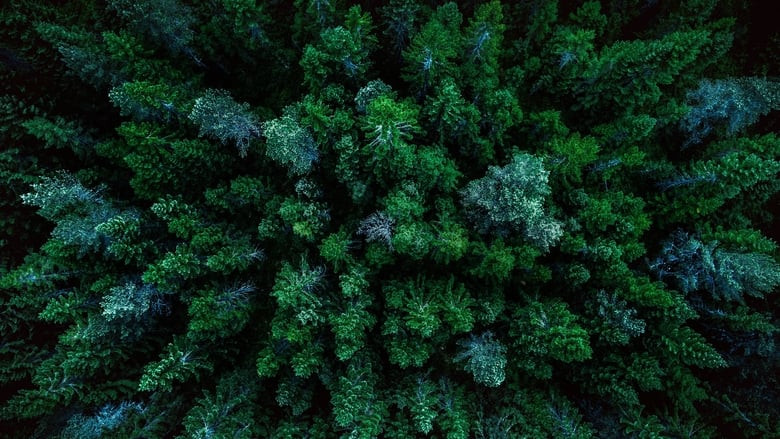 Backdrop