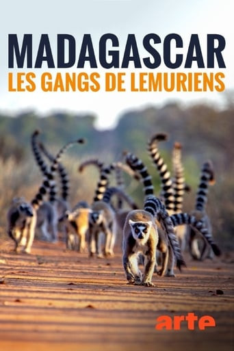 Madagaskar - Bandenkrieg der Lemuren