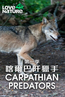 Wilde Karpaten