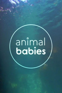 Wilde Tierbabys