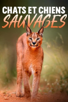 Wildkatzen und Wildhunde