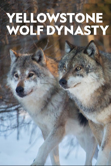 Die Wölfe des Yellowstone