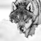 Sgowolf avatar