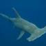 Sharky64