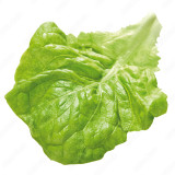 Salatblatt