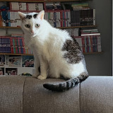 Sayuri2015