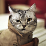 Langohr avatar